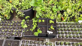 Growing parsley for a great winter harvest