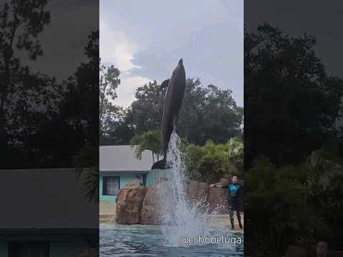 Starbuck is sky-high! #dolphinadventures #seaworldorlando