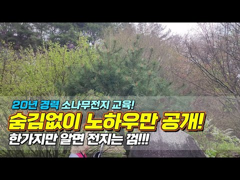 20년 경력 소나무전지 교육! 숨김없이 노하우만 공개! 한가지만 알면 전지는 껌 / Learn to prune pine trees easily