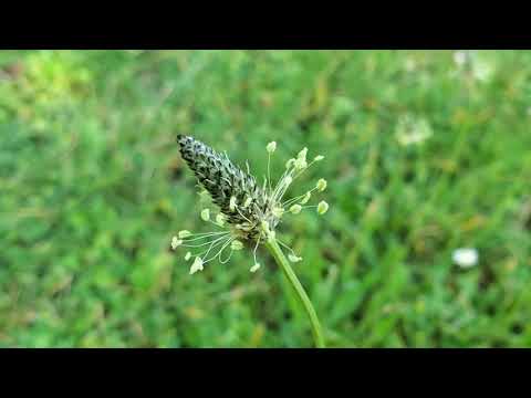 field flowers  a korean ocarina player yu sung up  meditation