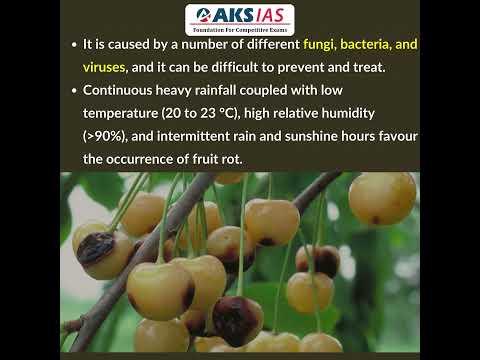 What is Fruit Rot Disease? #upsc #aksias #iascoaching