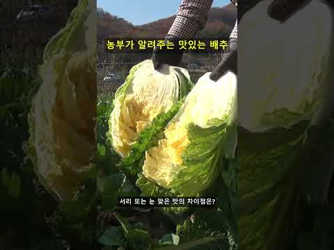 농부가 알려주는 진짜 맛있는 배추