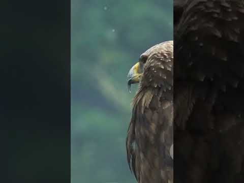 Majestic Eagle Soars Through Enchanted Woods.#EaglesFlight #NatureJourney #ForestCanopy #Wild