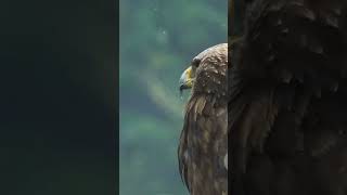 Majestic Eagle Soars Through Enchanted Woods.#EaglesFlight #NatureJourney #ForestCanopy #Wild