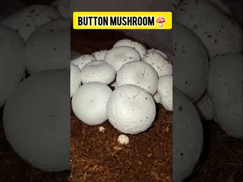 Button mushroom farming in India Mushroom farming business #shorts