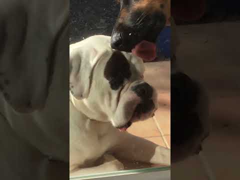 funny dog video he is cleaning windows #funny #dog #comedy #boxerdog #shorts #shortsfunny #hilarious