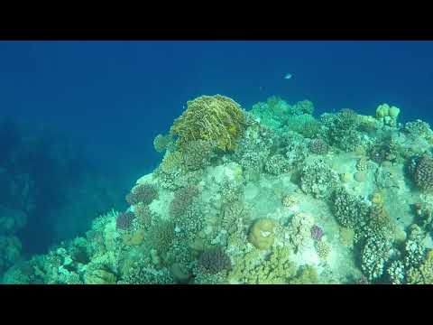 Egypt: Gassous Bay near Safaga, drop off southern reef (snorkeling) 4-11-2018