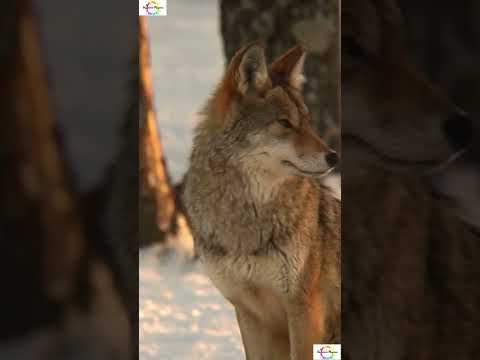 “Surprising and Lesser-Known Facts About Coyotes #shorts #shortsfeed #facts #mystery #weirdanimals