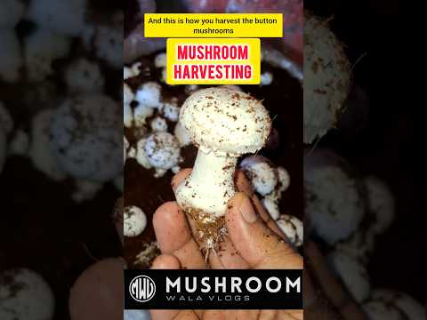 Button mushroom farming at home #shorts