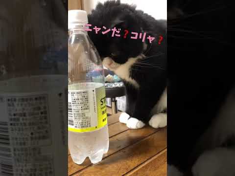 アワアワを見つめるブサカワ猫