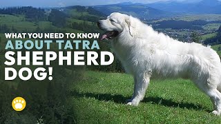 Tatra Shepherd Dogs: What You Need to Know