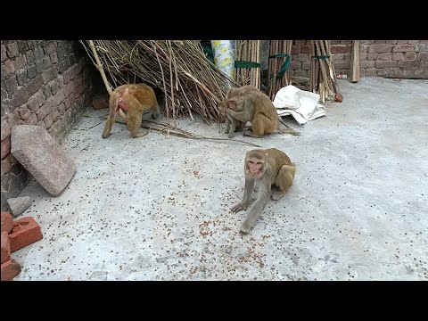 Bandar wala | monkey video | bandar bandar | bandar wala cartoon | bandar | bandar wala comedy