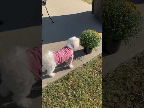 Our Curious Maltipoo explores new Autumn flowers