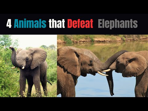 Four Animals that Can Defeat  the Elephant