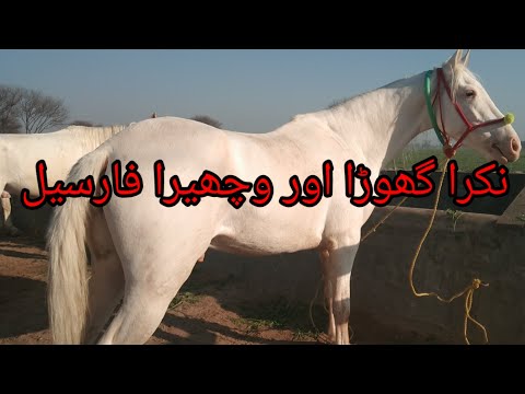 white horse for sale.jhang horse Mandi 2024.desi ghora