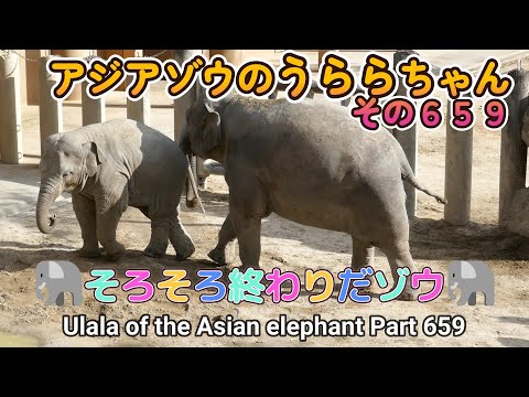 アジアゾウのうららちゃん（６５９）🐘そろそろ終わりだゾウ🐘（東山動植物園）Ulala of the Asian elephant Part 659