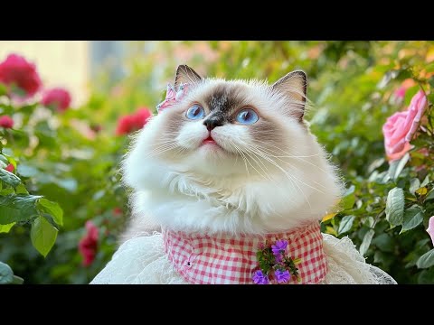 EXTREMELY Soothing Cat Therapy Music - Relax Your Cat! Cat Music with Nature Sounds To Relax