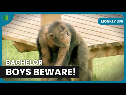 Tense Primate Drama Unfolds! - Monkey Life - Documentary