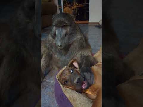 A Baboon and a Puppy kiss! 😘😍