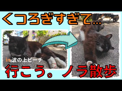 ノラ猫がくつろぎ過ぎてる件　#猫 #ノラ猫 #保護猫 #沖縄 #波の上ビーチ