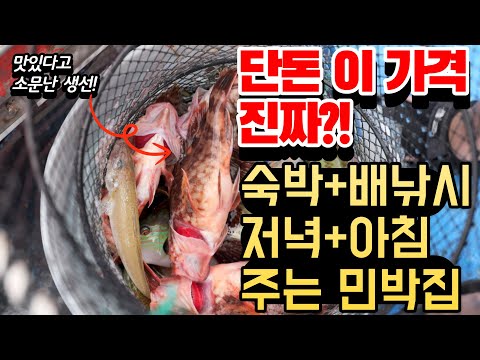 단돈 이 가격에 숙박+배낚시+제철회 저녁+아침식사까지?!!! 완벽하게 즐기는 여행지ㅣ가성비 대박 여행지 추천ㅣ꼭 가보세요!!