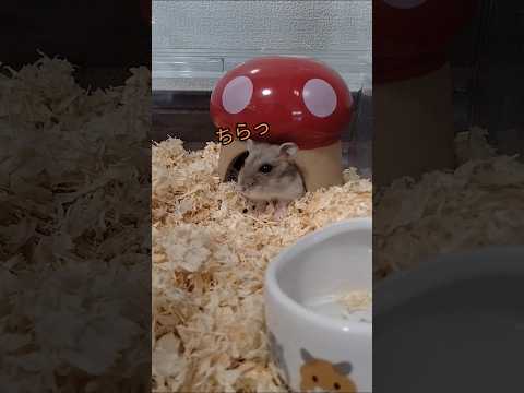 仕草が可愛いハムスター（ピク）#ハムスター#仕草 #可愛い#癒し#hamsters #cute