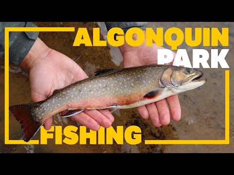 ROCK LAKE ALGONQUIN PARK FISHING & CAMPING