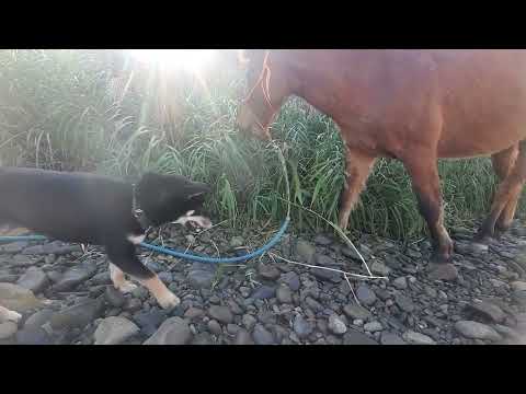 馬の真似して草食べる柴犬