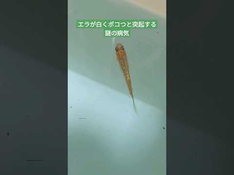 【メダカ】エラが白くポコっと突起する謎の病気