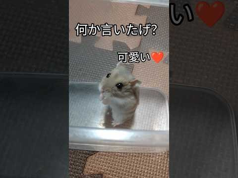 気づいてあげられなくてごめん　ハムスター（ピク）#ハムスター #ごめんなさい #可愛い#癒し#hamsters #cutepet