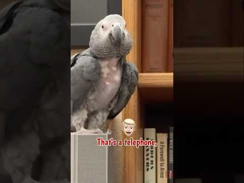 According to Jeff telephones are not a color. #africangreyparrot #takingparrot #shorts