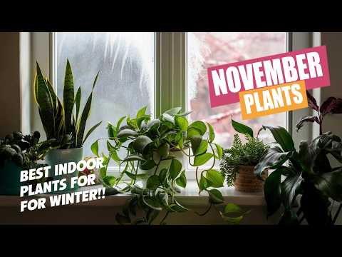 Top Indoor Plants to Grow in November for a Vibrant, Winter-Proof Home