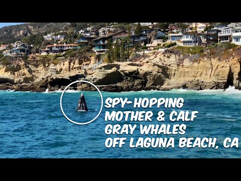 Mom & Calf Gray Whales Spy-Hop Off Laguna Beach, California 🐳