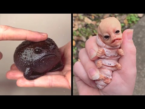 25 Unbelievable Creatures That Actually Exist - Part 3