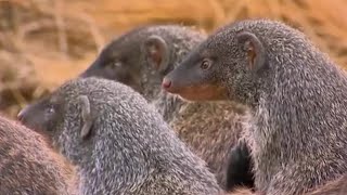 One Mongoose Born Every Minute | Banded Brothers (The Mongoose Mob) | BBC Earth