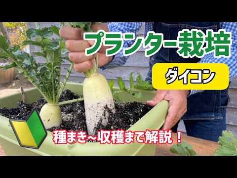 【野菜】ダイコンのプランター栽培