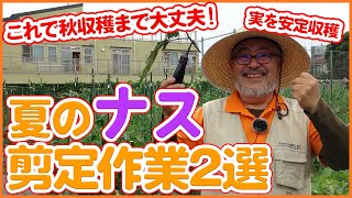 夏野菜栽培で絶対マスターしたい！秋まで収穫を楽しむ！ナスの更新剪定と側枝1果どりの方法！どうやる？を徹底解説【家庭菜園】【脇芽】【誘引】