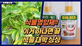 식물영양제 이거하나면 끝!!식물 대박 싱싱 / Plant nourishment with this one and that's it!Plant jackpot freshness