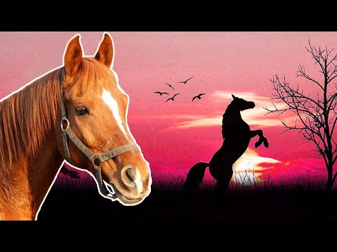 Horses for Kids | Animals for Kids | Pony, Mule, Donkey