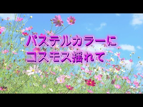 パステルカラーにコスモス揺れて 2024 大阪公立大学付属植物園 交野市 大阪府