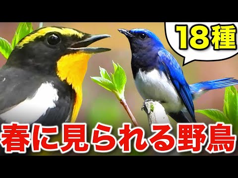 じっくり解説！春の野鳥たちが奏でる美しいさえずり～