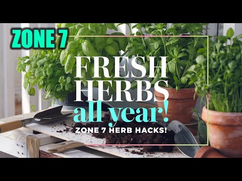 Grow FRESH Herbs Year-Round in Zone 7 and SPICE Up Your Life!