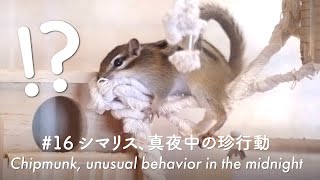 Chipmunk, unusual behavior in the midnight