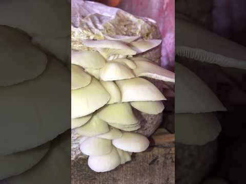 Oyster Mushroom farming at home #shorts #oystermushroom oysterm #mushroom