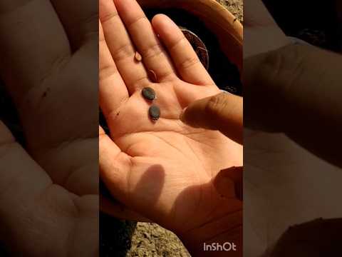 watermelon seeds grow in a juice bottles!