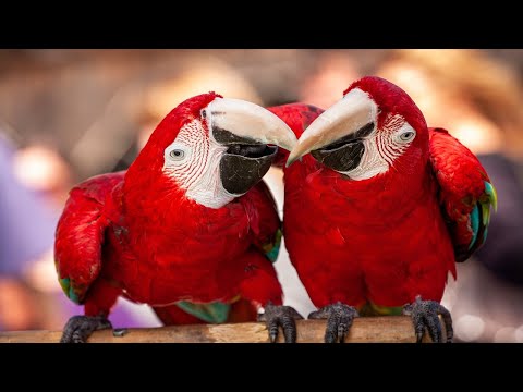 Top 10 Most Beautiful Parrots In The World/Cockatoo Parrot Screaming