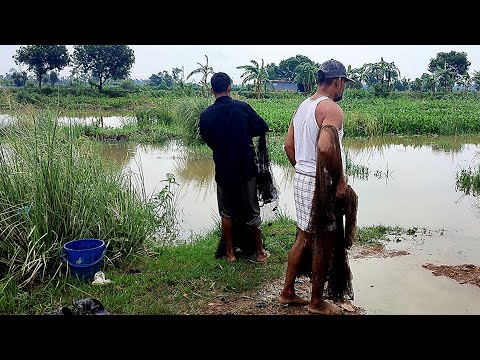 বৃষ্টির ডলের পানিতে ছোট বোয়াল মাছ ধরা || Traditional Catching Fish