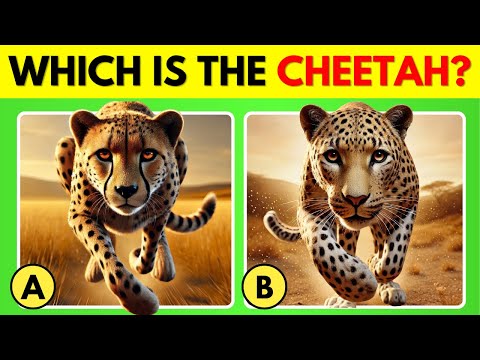 Guess The Correct Animal 🐼🐻 | Animal Quiz