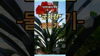 군자란 잘 키우는 물주기 방법🪴 #화초 #다육이 #식물