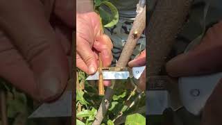 Want Grafting Success? Watch This Now #grafting #plants #garden  #gardenlife #mygarden #trees